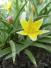 Botanický tulipán
