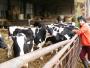 Mladí býčci zůstávají v kravíně ve Vendryni